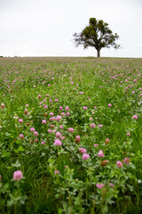 Flower meadow in summer