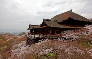 Morning scenery of majestic Kiyomizu-dera Temple in Kyoto, Japan, with a view of the famous wooden stage surrounded by flourishing cherry blossom trees ( Sakura ) in springtime ( with copy space )