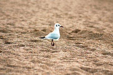 Seagull on the sand