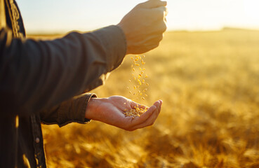 Farmers hands holding a handful of wheat in a wheat feld. Harvesting. Agro business.