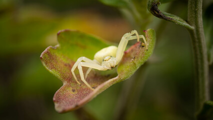 white spider hiding on a leaf, incredible wildlife