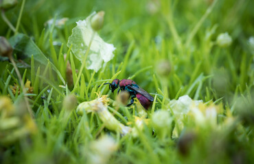 incredibly beautiful, bright wasp-glistening on a grass , incredible wildlife