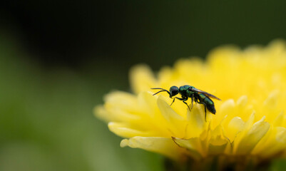 incredibly beautiful, bright wasp-glistening on a yellow chrysanthemum