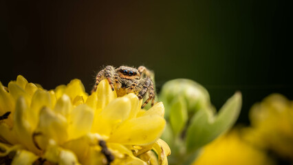 cute jumping spider on yellow flower close up