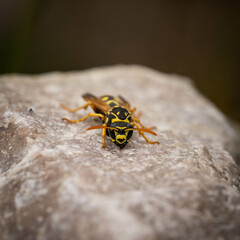 close-up photo of a wasp on a rock