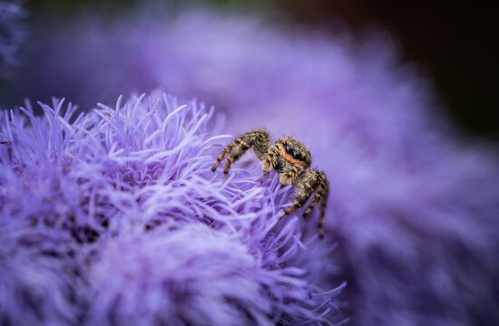 cute jumping spider on purple lush flower close up