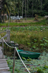 Fototapeta premium Lotus garden