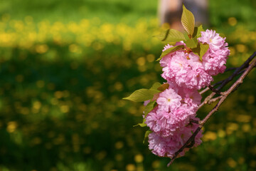 skaura twig in front of a green grass background