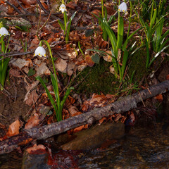 summer snowflake blooming on a sunny day. spring messenger plant