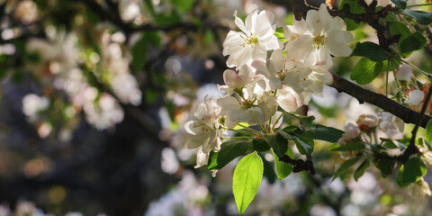 white apple blossom in the park. green nature background on a sunny day