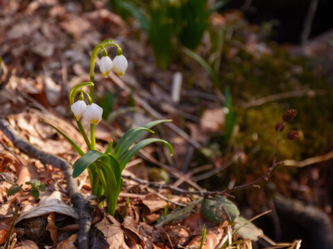 summer snowflake blooming on a sunny day. spring messenger plant