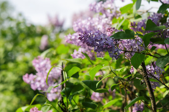 blooming shrub of lilac in the garden. nature background in spring