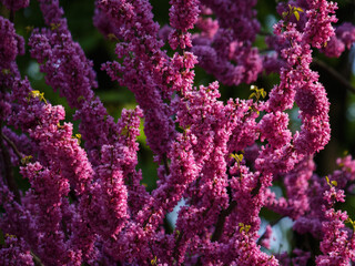 judas tree in full blossom. flowering background in the garden