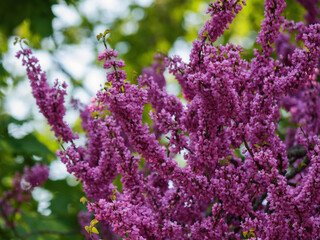 Fototapeta premium judas tree in full blossom. flowering background in the garden