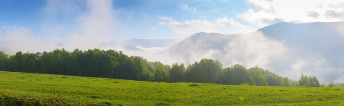 meadows of carpathian mountain. wide grassy pasture. foggy weather on a sunny morning