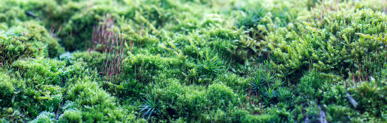 Banner - green moss, green vegetation in the forest. Macro. Close-up of flora. Beautiful green natural background.