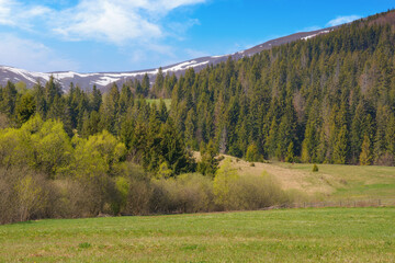 rural landscape with forested hills. spruce trees in the valley. beech trees on the distant hills....