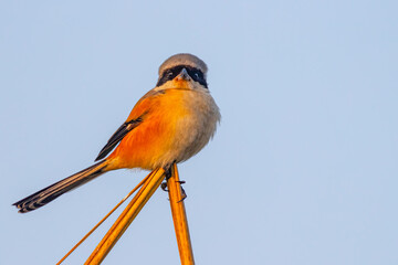 A Long tail shrike resting on a dry grass