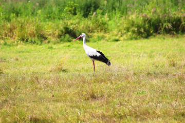 Stork is Walking on the grass in rural area