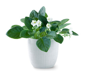 Flower of viola in white flower pot isolated on white background close up