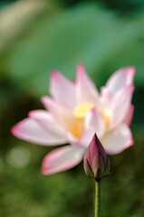 Close-up view of a lotus bud and a waterlily flower in full bloom~A lovely pink water lily blooming among green leaves in a pond under bright summer sunshine (blurred background, shallow focus effect)