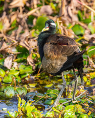 A Bronze winged jacana roaming in wet land