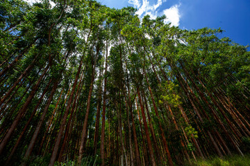 Perspective of eucalyptus groves in rational plantation. Countryside of Sao Paulo state, Brazil