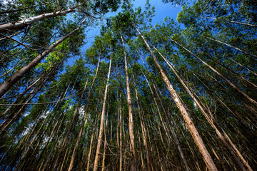 Forest of Eucalyptus seen from the bottom up. Countryside of Sao Paulo state, Brazil