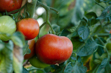 Tomato plant with red fruits with out of focus background. Copy space.