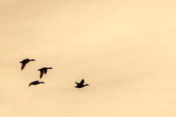 flying mallard ducks at sunset sky. migration birds concept 