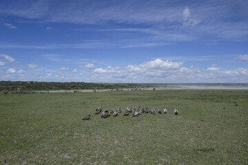 Wildebeest migration in the Serengeti