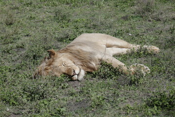 Fototapeta na wymiar Male lion asleep
