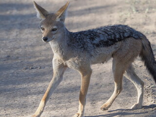 Black backed jackal