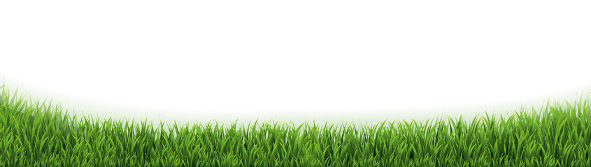 Fototapeta premium Green Grass Isolated