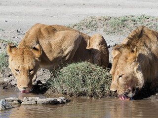 Lions by water