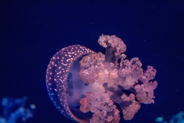 Jellyfish floating in the ocean