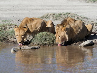 Lions by water
