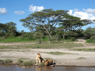 Lions by water