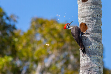 Pileated woodpecker making hole in Florida palm tree.