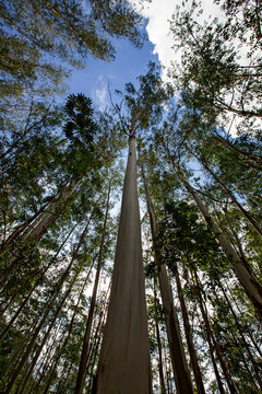 Eucalyptus plantation seen from the bottom up. Wide angle lens.. Countryside of Sao Paulo state, Brazil © Casa.da.Photo