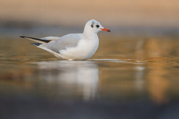 Lachmöwe (Chroicocephalus ridibundus) in einem Fluss im Herbst