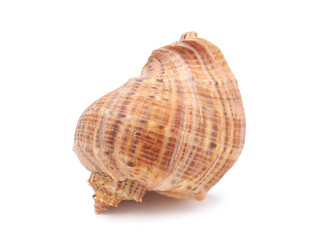 Big brown seashell on a white background