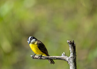 yellow bird