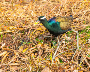 A bronze winged jacana running in wet land