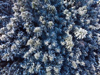 Aerial view of snow covered trees and snowy forest on a winter day. Evergreen spruce forest. Alpine landscape. Vacations, travel, nature and tourism concept. Top down drone shot.
