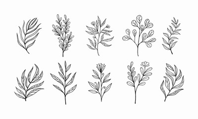 sketch of leaves and twigs. set of plants for decoration. natural sketches.