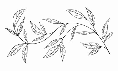 twig with leaves sketch. floral decoration hand drawn. natural element for decoration.