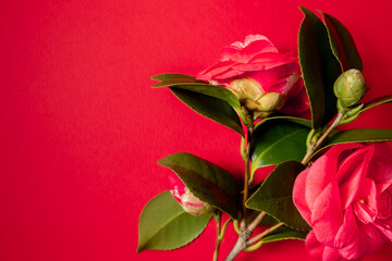 Floral scarlet background with place for text. Valentine's Day