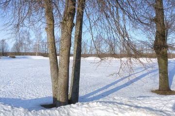 Trees in bright sunlight. Beautiful spring day. Deep shadows in the snow.