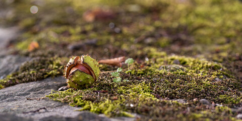 Horse chestnut Aesculus hippocastanum on a green moss. Autumn background with ripe brown horse chestnut and prickly shell. Close-up. Banner